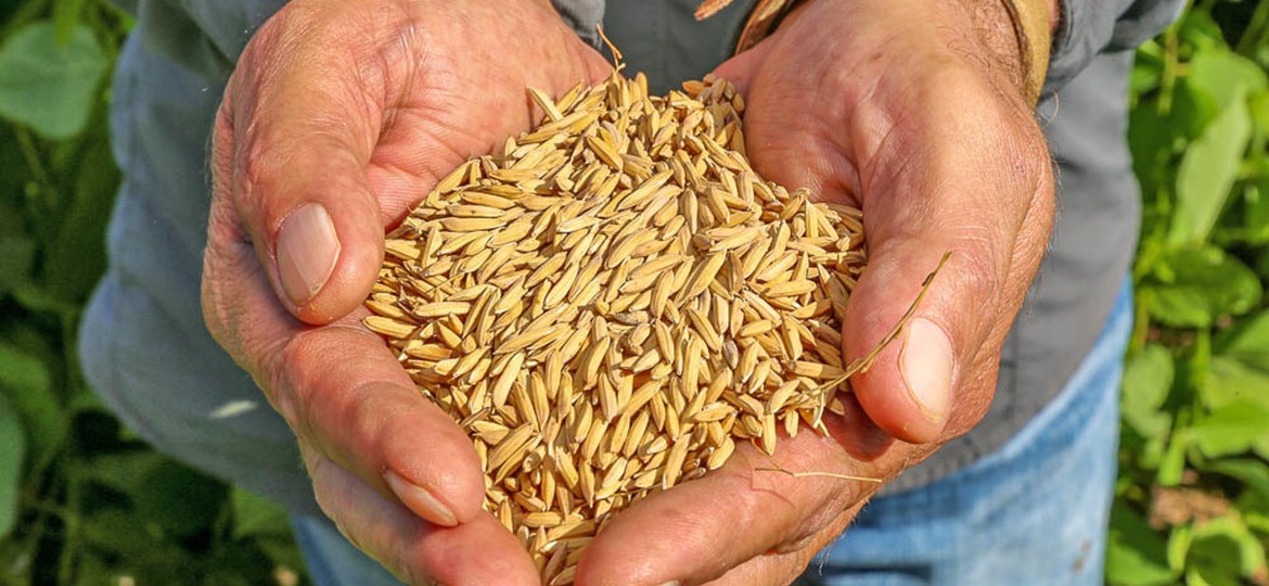 Agro & Negócios especial: Saiba tudo sobre o frustrado leilão de arroz do governo federal