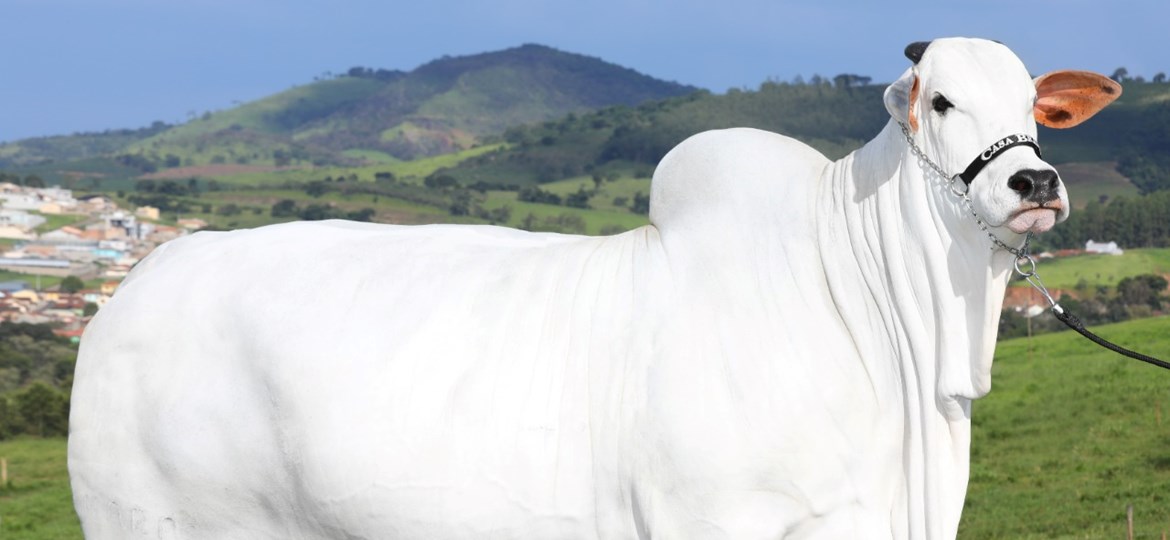 Vaca Viatina-19, da Casa Branca Agropastoril, bate recorde mundial e é valorizada em R$ 7,98 milhões na Expozebu, em Uberaba