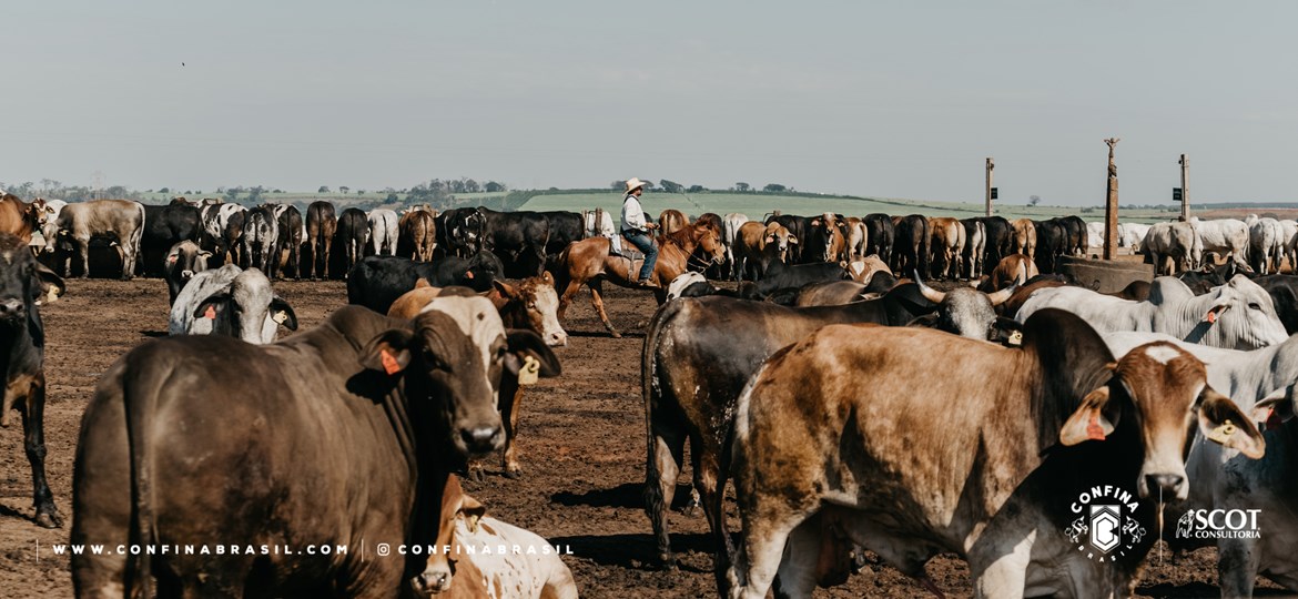 Hoje com 12 mil, fazenda do oeste paulista trabalha para chegar a 20 mil bovinos confinados até 2023