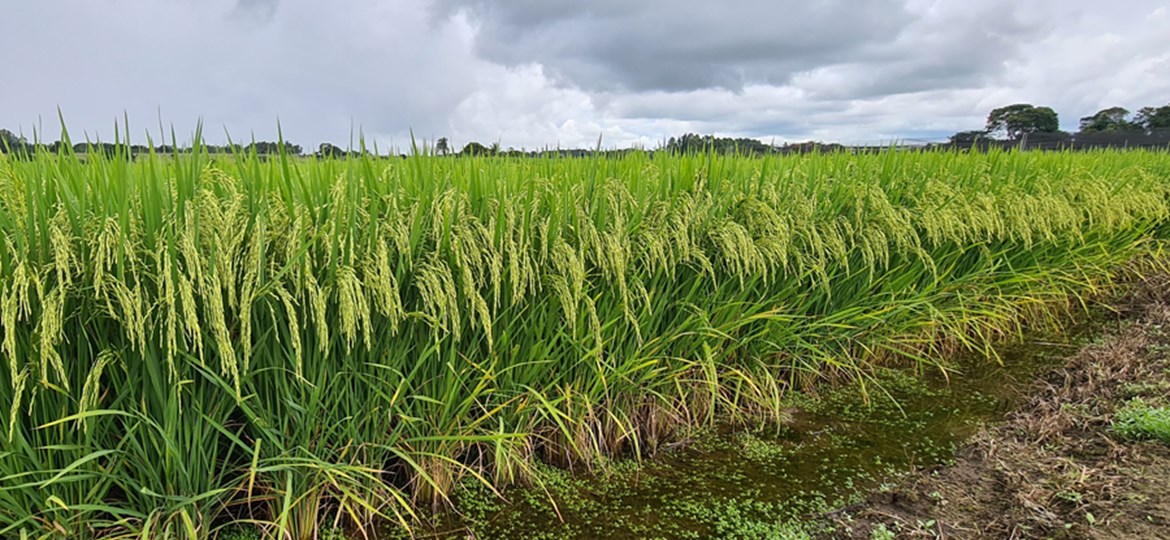 Pesquisa define melhor período para plantio do arroz irrigado no Estado do Tocantins